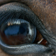 Illustration for article titled A “Horse Storm” Is A Real Thing (But Nothing Like You Would Imagine)